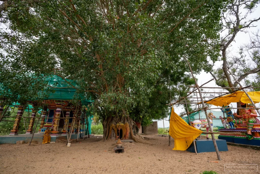 Muchandhi Amman Tree Temple
