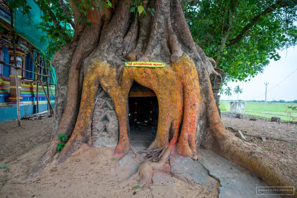 Muchandhi Amman Tree Temple