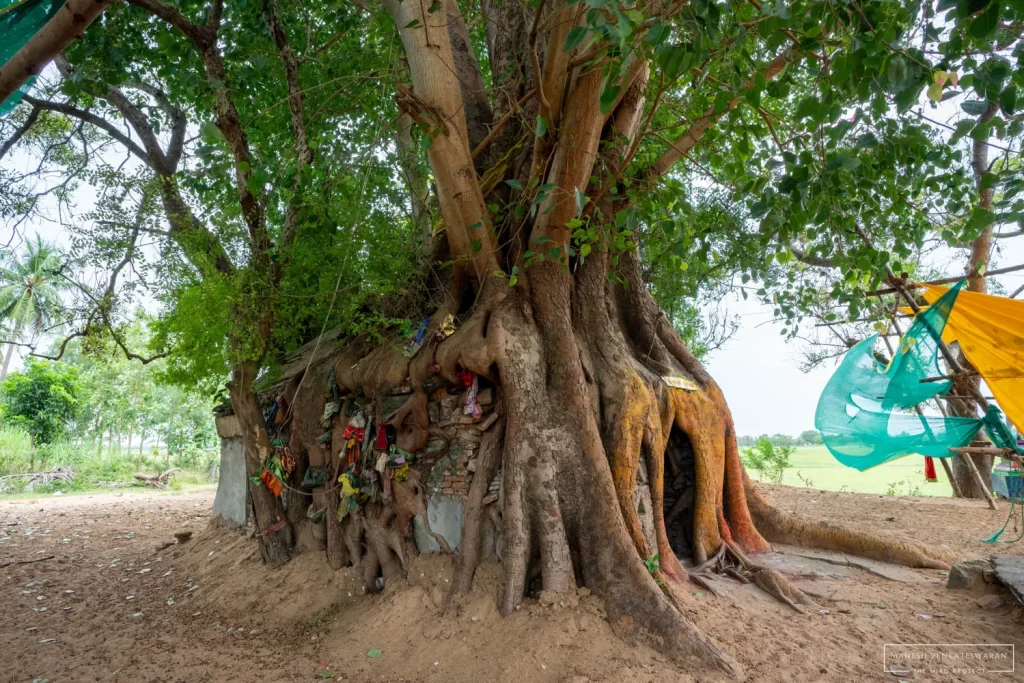 Muchandhi Amman Tree Temple