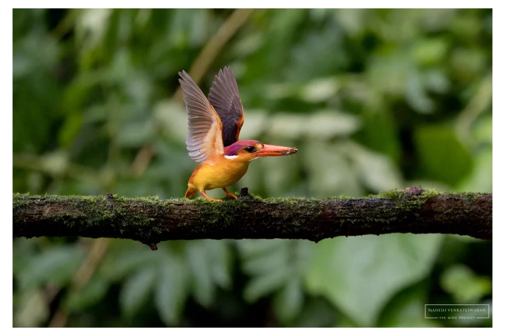 Oriental Dwarf Kingfisher