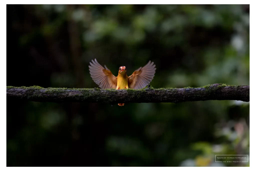 Oriental Dwarf Kingfisher