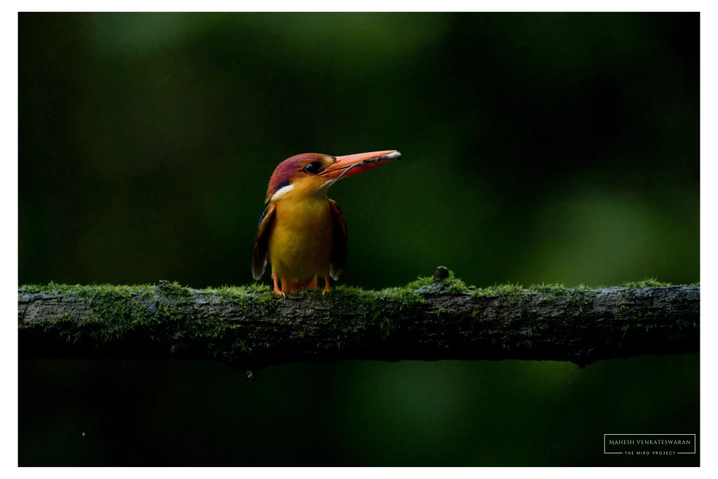 Oriental Dwarf Kingfisher