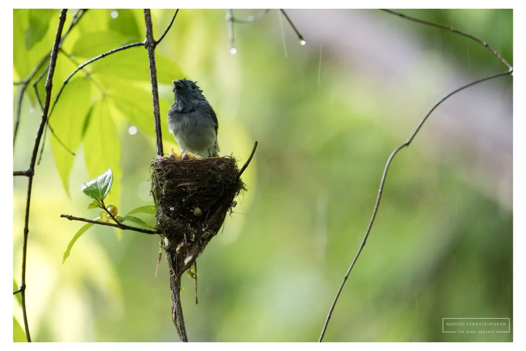 Black Naped Monarch Male