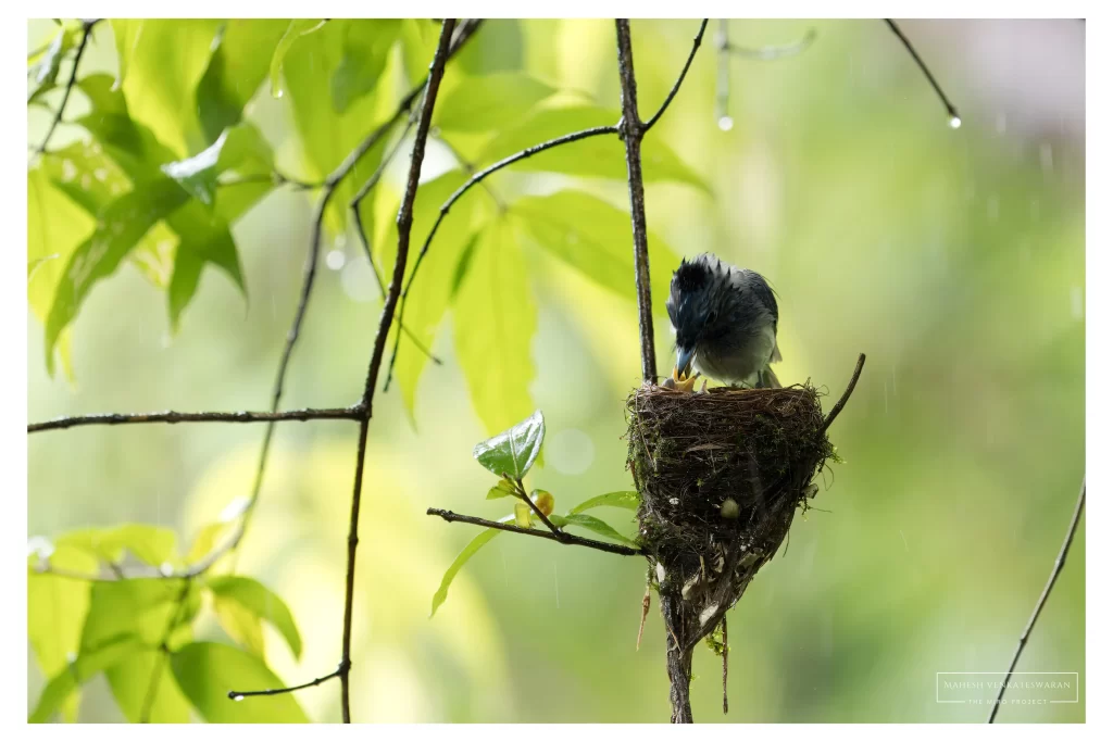 Black Naped Monarch Male