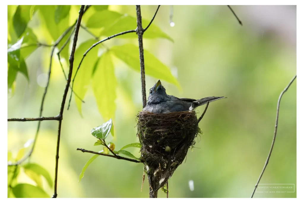 Black Naped Monarch Female