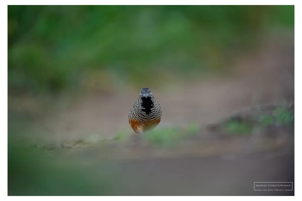 Barred Button Quail
