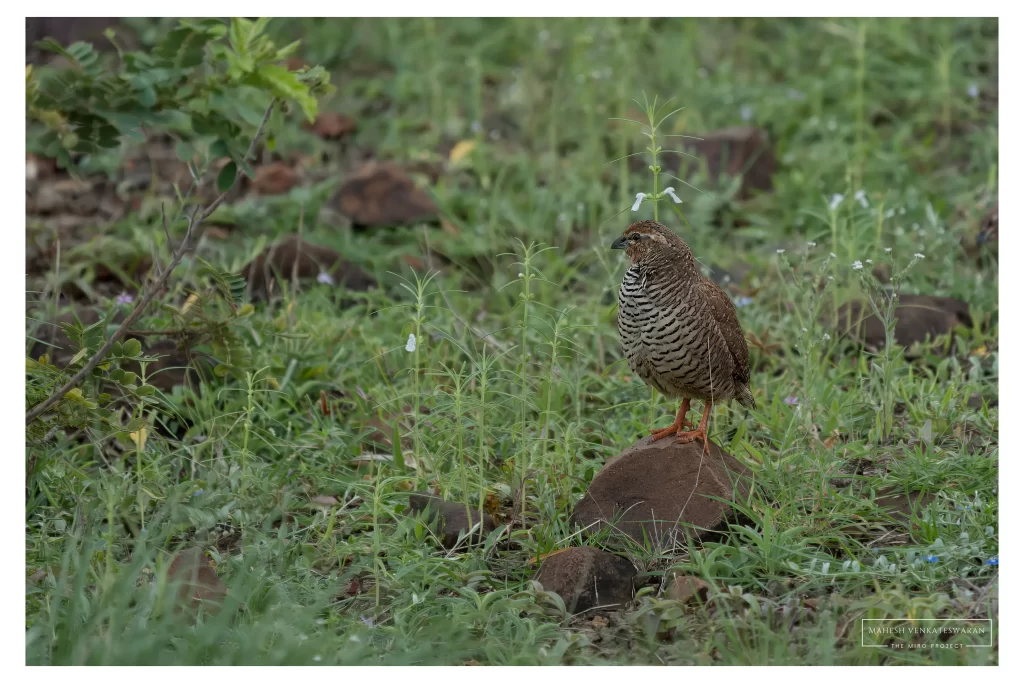 Rock Bush Quail