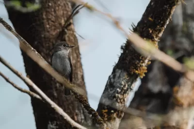 Asian Brown Flycatcher