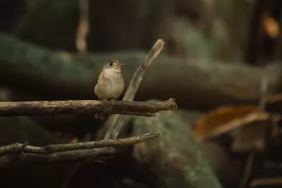 Brown-breasted Flycatcher