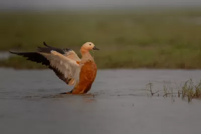 Ruddy Shelduck