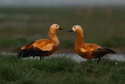 Ruddy Shelduck