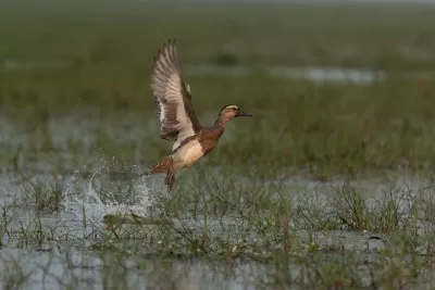 Garganey