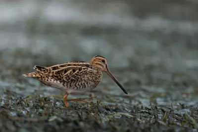Common Snipe