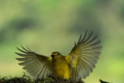 Yellow-browed Bulbul