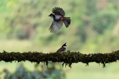 Red-whiskered Bulbul