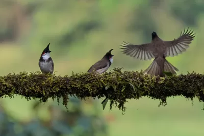Red-whiskered Bulbul