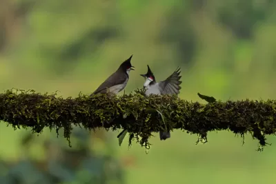 Red-whiskered Bulbul