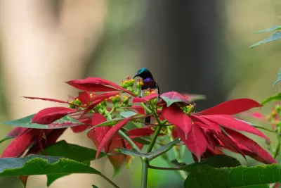 Crimson-backed Sunbird