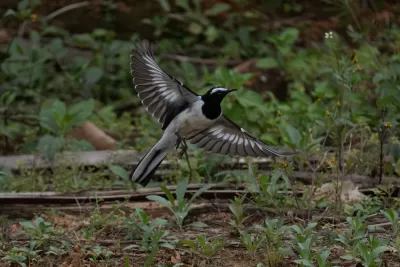 White-browed Wagtail