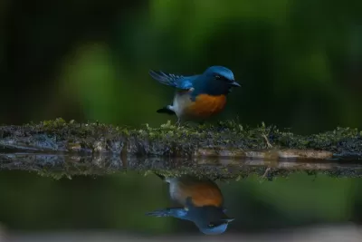 Blue-throated Flycatcher