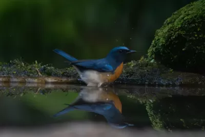 Blue-throated Flycatcher