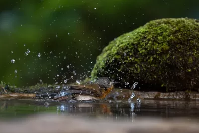 White-bellied Blue Flycatcher
