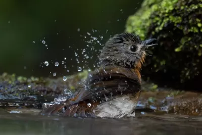 White-bellied Blue Flycatcher