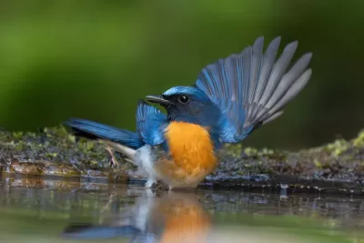 Blue-throated Flycatcher