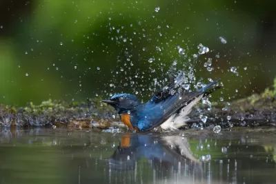 Blue-throated Flycatcher
