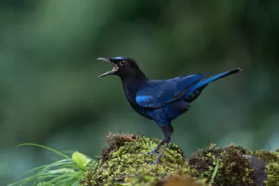Malabar Whistling-Thrush