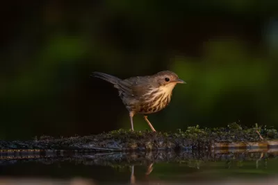 Puff-throated Babbler