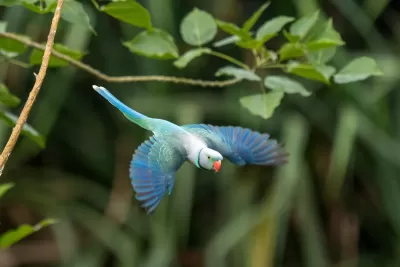 Malabar Parakeet