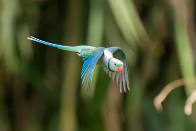 Malabar Parakeet
