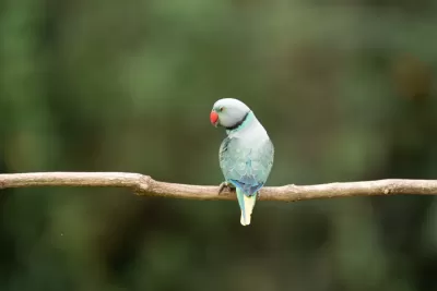 Malabar Parakeet