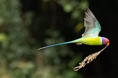 Plum-headed Parakeet