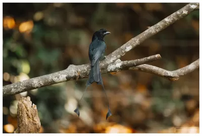 Greater Racket-tailed Drongo