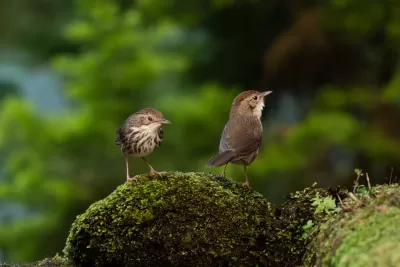 Puff-throated Babbler