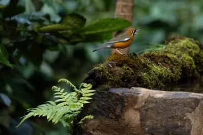 Orange-headed Thrush