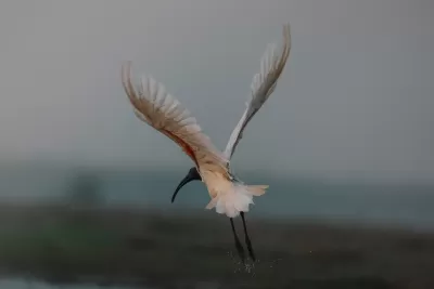 Black-headed Ibis