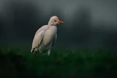 Eastern Cattle-Egret