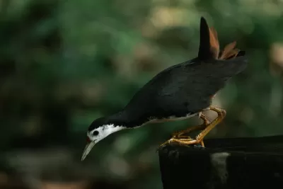 White-breasted Waterhen