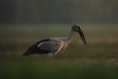 Asian Openbill