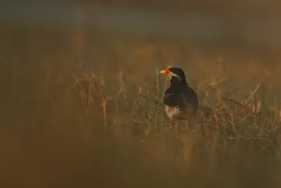 Indian Pied Starling