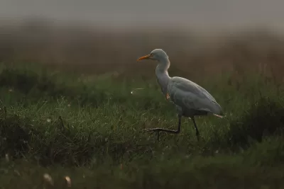 Eastern Cattle-Egret
