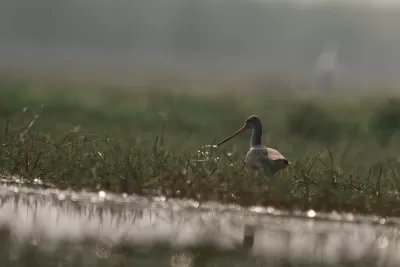 Black-tailed Godwit
