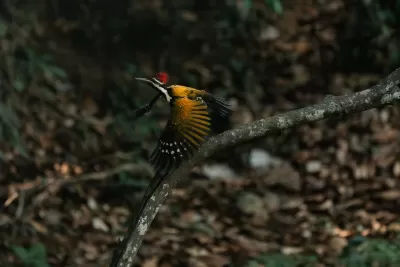 Black-rumped Flameback