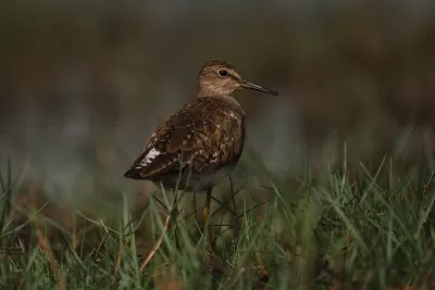 Wood Sandpiper
