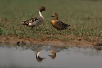 Northern Pintail