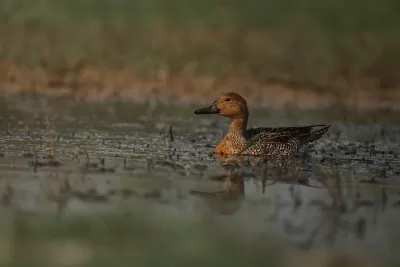 Northern Pintail