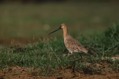 Black-tailed Godwit